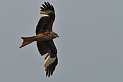 Red kite - F